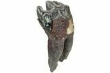 Fossil Woolly Rhino (Coelodonta) Tooth - Siberia #225179-2